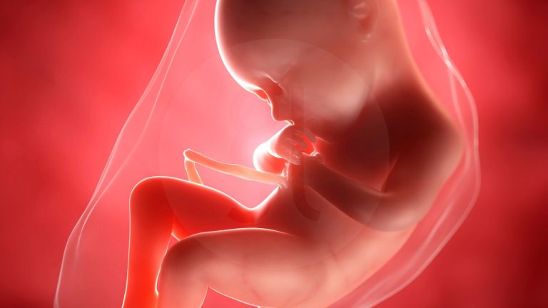 embryo donation